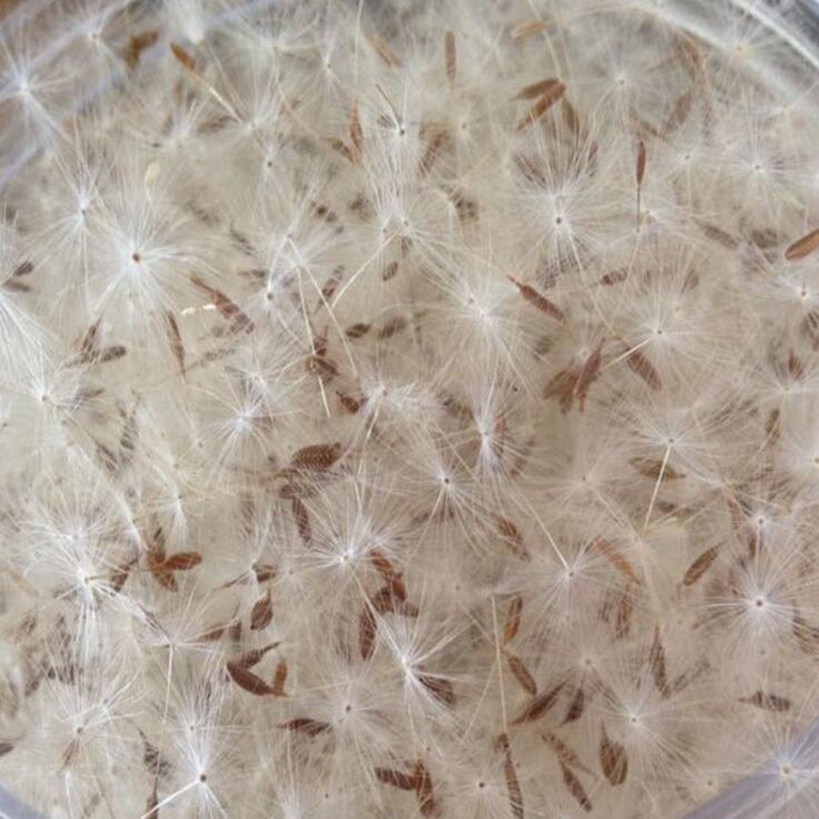 100Pcs ขนาดเล็กสีขาวแห้ง Dande - Jewelry Making 3 Year Old บทวิจารณ์และราคา